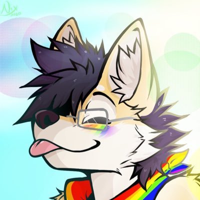 Curly Tail Shiba | 24 Gay | Gimme Belly Rubs
