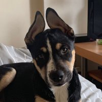 master_kush (@masterk39262489) 's Twitter Profile