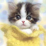 meow ~