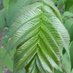 Greens in Etobicoke Centre🍏 (@gp_etobcen) Twitter profile photo Greens in Etobicoke Centre🍏 (@gp_etobcen) Twitter profile photo