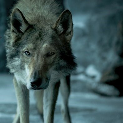 der_Akela12342's profile picture. Free The Humans from the Evil System.