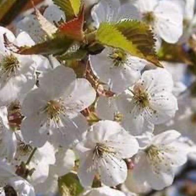 busygirl14's profile picture. Love Ireland. Love being Irish. Member of Fianna Fáil. Interested in all things political particularly relating to North of Ireland.