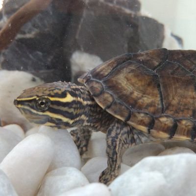 Welcome on the Twitter page of me! I am a Musk turtle named: Flame! #flametheturtle Subscribe to me!⬇⬇🐢