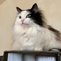 jivu(ジヴ) (@jivutarou) 's Twitter Profile