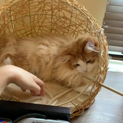 kimetu1115's profile picture. ※フォローはしないでください(｡-人-｡)