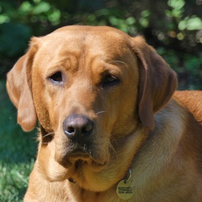 thecoinshooter's profile picture. Foot in Looe & Aylesbury, Love Cornwall, red wine ,seafood , detectorist and ex detector dealer (coinshooter detectors) since 1985 work for FN hospice on ebay