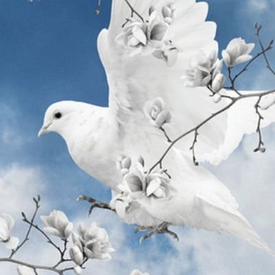 Ali96245019's profile picture. retraitee
