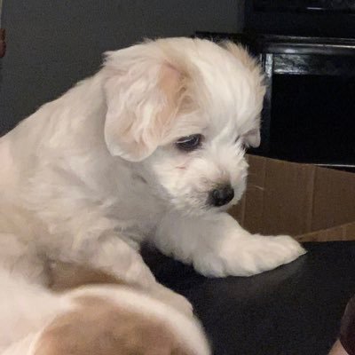 dancronin3's profile picture. 