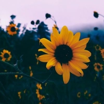 itsmestrunz's profile picture. 💕𝘿𝙧𝙖𝙢𝙖 𝙨𝙩𝙖𝙧💕
                                                             🔥𝕼𝖚𝖊𝖘𝖙𝖆 è 𝖇𝖊𝖓𝖟𝖎𝖓𝖆, 𝖎𝖔 𝖒𝖎 𝖉𝖔 𝖋𝖚𝖔𝖈𝖔🔥