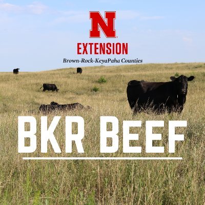 Experience and science based conversations surrounding the complex system of beef cattle raisin' and feedin'.