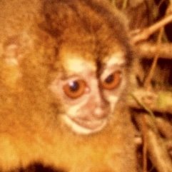 Mural Animal Animais Com Sindrome De Down E Outras Trissomias