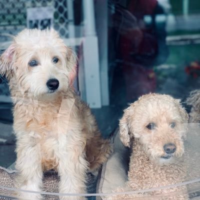Hi! We’re Bailey & Guinness (a full bred mini poodle & F1B mini golden doodle pup). We enjoy having fun with each other & our little humans🐶❤️