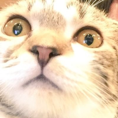 tomosei🐝💧🎠さんのプロフィール画像