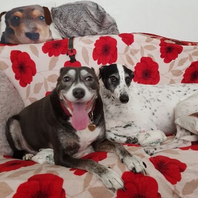 tyrone_neale's profile picture. 22/ Gaming, watchin anime and listening to nerdcore #SAFC #COYG