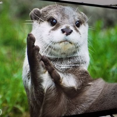 nabe_Limit's profile picture. dm垢つくりました/福岡→大阪→石川/🥇18×🥈×18🥉×8
DMGP2024day2 1stベスト32
DMGP2024day2 2ndベスト32
DMGP2025day2 2ndベスト32
超csVIIチーム戦3位
非凡