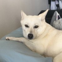 Christina (@p_atcat) 's Twitter Profile