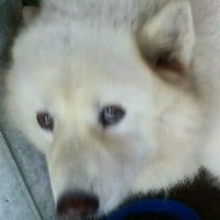 Jesus (@jesus33804456) 's Twitter Profile Photo Jesus (@jesus33804456) 's Twitter Profile Photo