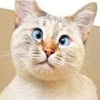 ayak faşisti (@cokciddiyizbiz) Twitter profile photo