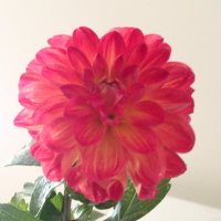 blair ๐๐ฌ๐ฆ (@blairwilki2) 's Twitter Profile Photo blair ๐๐ฌ๐ฆ (@blairwilki2) 's Twitter Profile Photo