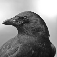 SΞCROWɅΞN (@secrowven) 's Twitter Profile