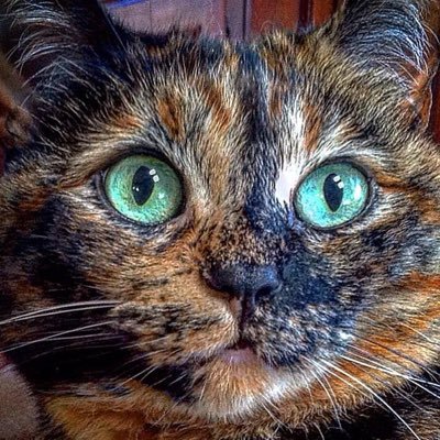 debthekid's profile picture. San Franciscan + Hopeful Progressive