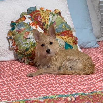 ellabellaonline's profile picture. 