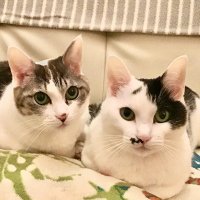 Shiho Takada (@shihot) 's Twitter Profile