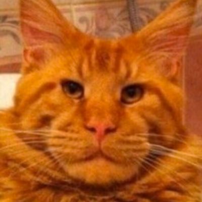 depressedfedora's profile picture. A random person on the web (22)