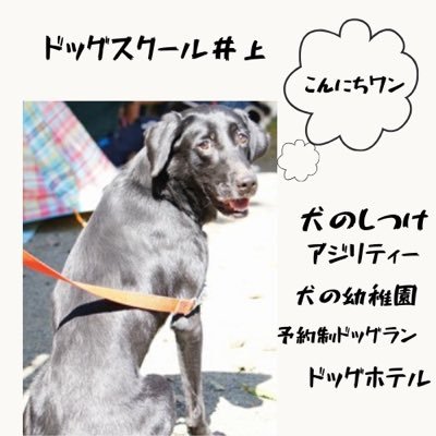 ドッグスクール井上 Hausmisen Twitter