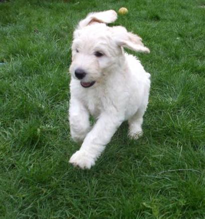 lexiethedoodle's profile picture. Woof.  Woof woof.