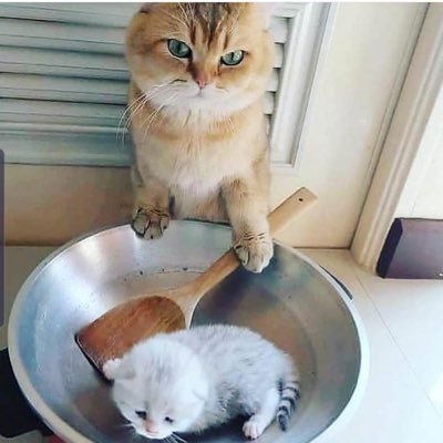 prince_kasra's profile picture. Wanna make omelette? ready to break the eggs!