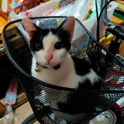 pinkpixi_e's profile picture. 