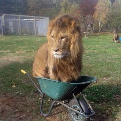 ubrakus1's profile picture. Absorbing archaic like a sponge