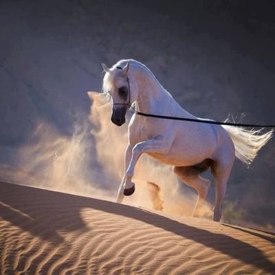مسلم عربي واحب العرب وكل ما هو عربي لا اله إلا الله محمد رسول الله صلى الله عليه وسلم