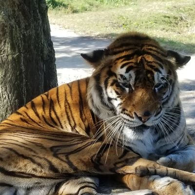 tigers83666710 Profile Picture