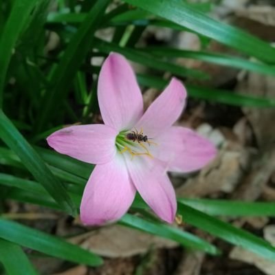 raghuamul's profile picture. business