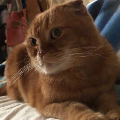 たかふみ…本アカ収拾付かずちょっと放置中、自分日記・メモ・最愛の人 専用アカ ガチ眼鏡女子は眼鏡とっても可愛くなりません（ＴハＴ）『たかたん』でAmebaブログ始めました。コツコツ作った作品達をアップしてます。弱点:眼鏡・た行・愛猫・方向・可愛い柄の布物・ストレス・おじ様