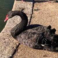 cmx (@cmsouz) 's Twitter Profile Photo