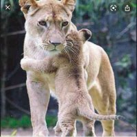 نوف  العثيم (@noufalothaim) Twitter profile photo