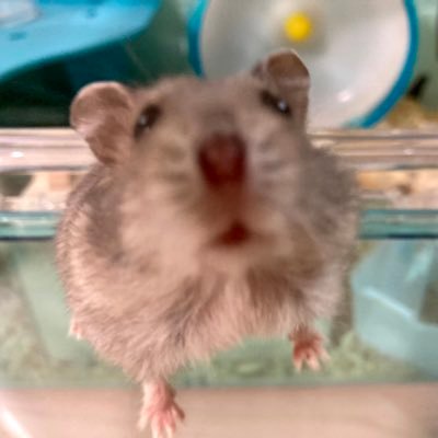 びすけ/ちむこ Profile