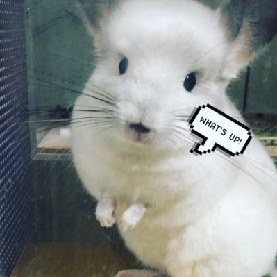 幸せを呼ぶチンチラファミリーアカウント🐭父ちゃん:Lucky 母ちゃん:おはぎ)娘:きなこ 無言フォローご容赦ください🙏また、気軽にフォローくださいませ🐭