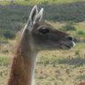 omengue's profile picture. Passionate software engineer: #golang, #Perl, jq (and many more tools). #OpenAPI. Trekker, skier, traveller. French. #Mastodon: @dolmen@mamot.fr