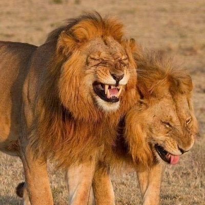 ‏‏‏محب لبلاد التوحيد وقادتها