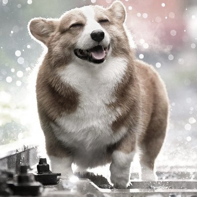 Cardano Staking Pool and friendly Doggo supporter