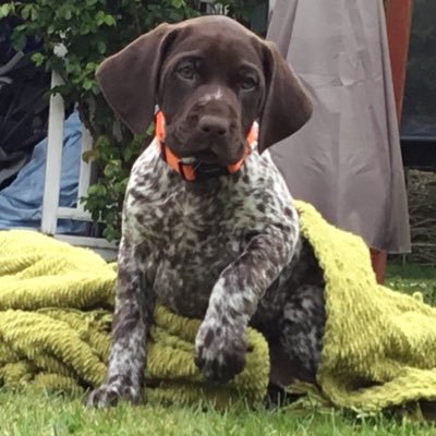 jenevarc's profile picture. headteacher, NPQH, primary assessment, CEOP Ambassador