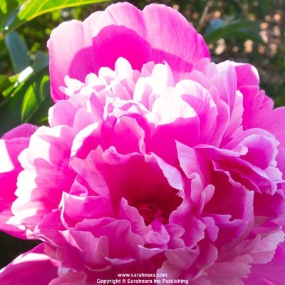 SarahnaraONE's profile picture. Author of Nostradamus Speaks Again™ https://t.co/jiiepDTHc7 and blog https://t.co/zMdNK69jHm