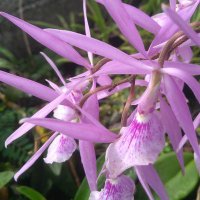 Martin....orquídeas (@mphmartin2) 's Twitter Profile