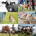 Gorey Agricultural Show (@goreyshow) Twitter profile photo Gorey Agricultural Show (@goreyshow) Twitter profile photo