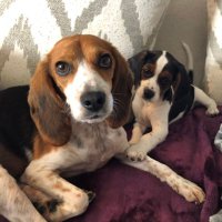 Izzy Bizzy & Ruby Doo(@Izzy_the_Beagle) 's Twitter Profile Photo