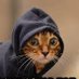 Stray Autistic Hikikomori Cat Profile picture